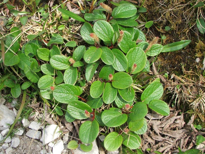 Salix reticulata a1.jpg &copy; Opioła Jerzy