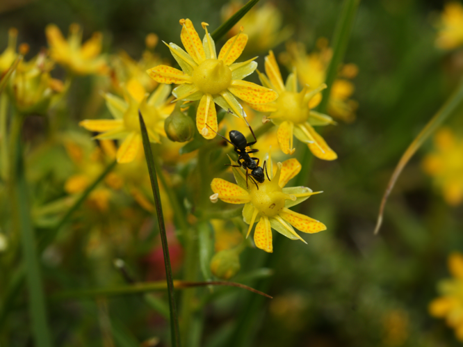 Saxifraga aizoides (flowers).jpg &copy; Hans Hillewaert