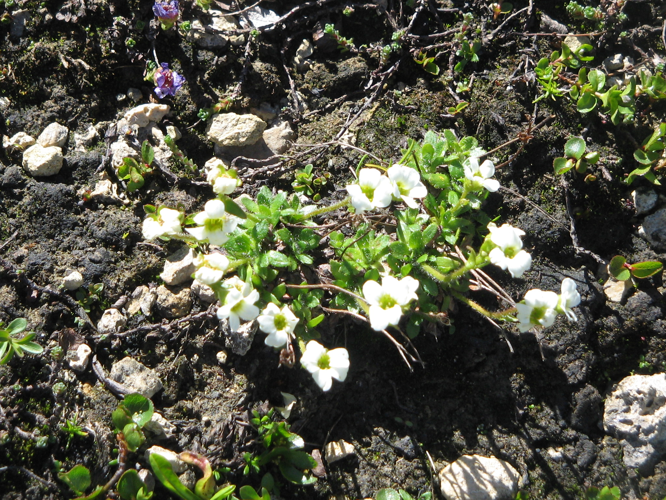 Saxifraga androsacea01.jpg &copy; Meneerke bloem