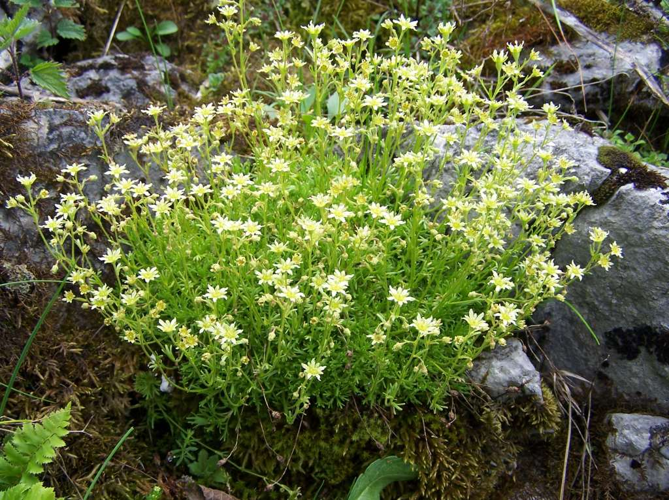 Saxifraga moschata 2-T6.jpg &copy; Jerzy Opioła