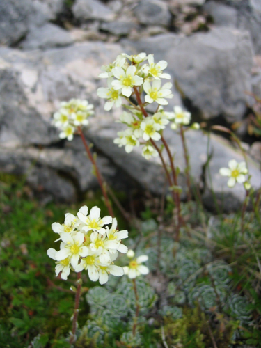 Saxifraga paniculata.jpg &copy; Commons