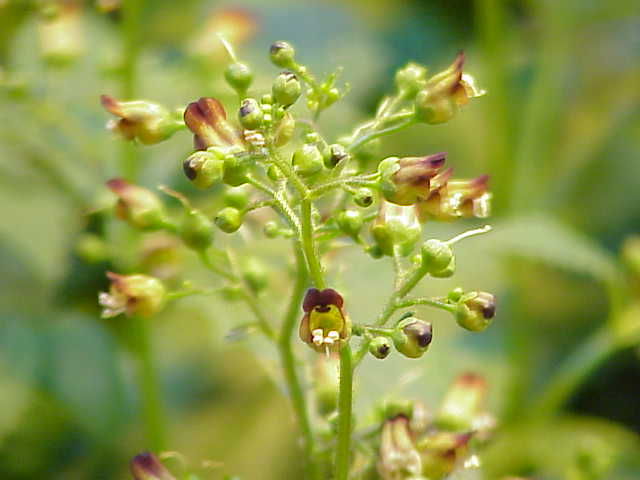 Scrophularia nodosa8.jpg &copy; Kurt Stüber [1]