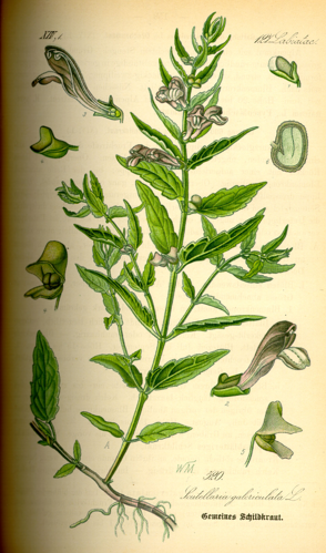 Illustration Scutellaria galericulata0.jpg &copy; Commons