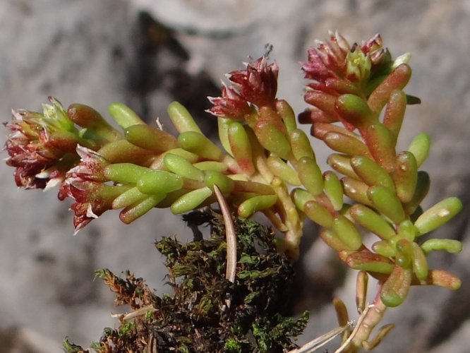 Sedum atratum T69.jpg &copy; Jerzy Opioła