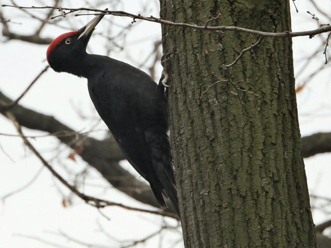 Black Woodpecker Dryocopus martius.jpg &copy; Иван Везенковић