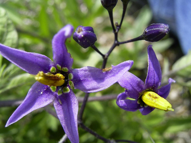 SolanumDulcamara-bloem-sm.jpg &copy; TeunSpaans at nl.wikipedia