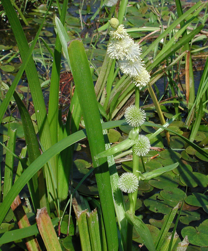 Sparganium emersum 11429.jpg &copy; G.-U. Tolkiehn