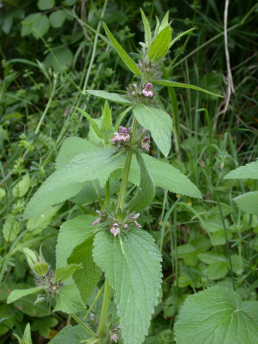 Stachys alpina fontaine-des-carmes 55 080602 1.JPG &copy; Olivier Pichard
