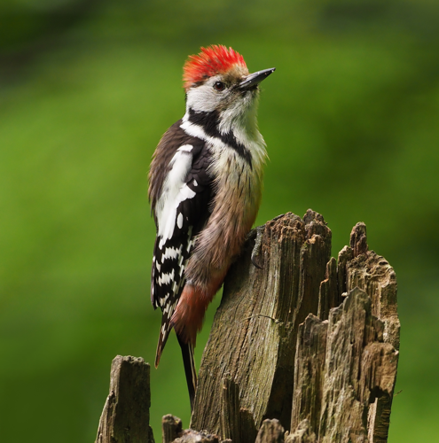 Middle-spotted woodpecker (Dendrocopos medius), Parc du Rouge-Cloître, Brussels (49179578882) (cropped).jpg &copy; Frank Vassen from Brussels, Belgium