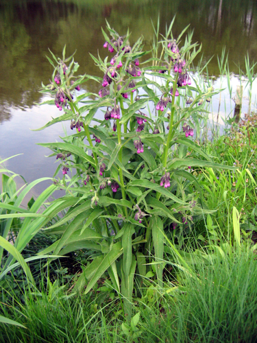 Symphytum officinale 01.jpg &copy; Agnieszka Kwiecień (Nova)
