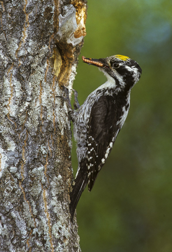 Three-toed Woodpecker - Finlandia 0005 (3).jpg &copy; Francesco Veronesi from Italy