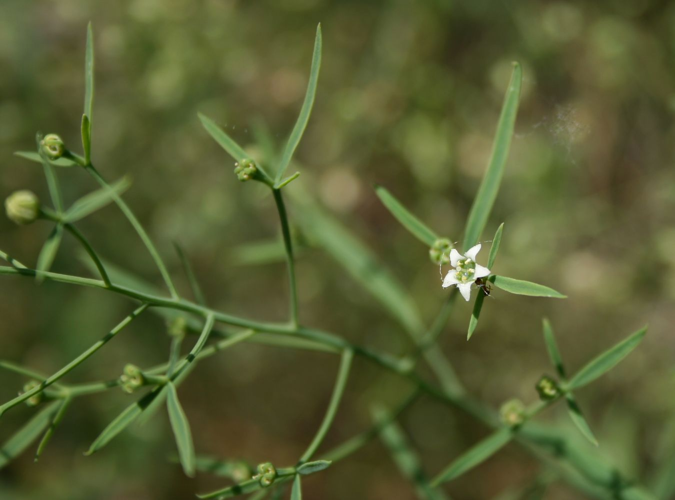 Thesium linophyllon 2.jpg &copy; Franz Xaver