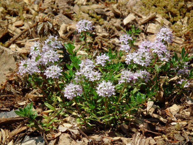 Langstängel-Thymian 2011.JPG &copy; 4028mdk09