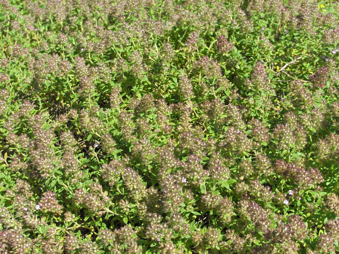 Thymus praecox.JPG &copy; Commons