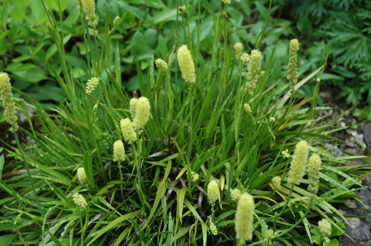 Tofieldia calyculata habit.jpg &copy; User:Carstor