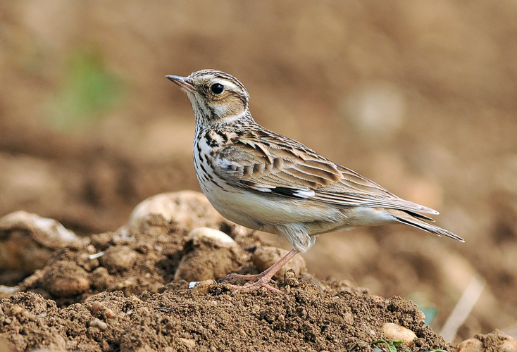 Lullula arborea (Ján Svetlík).jpg &copy; Ján Svetlík