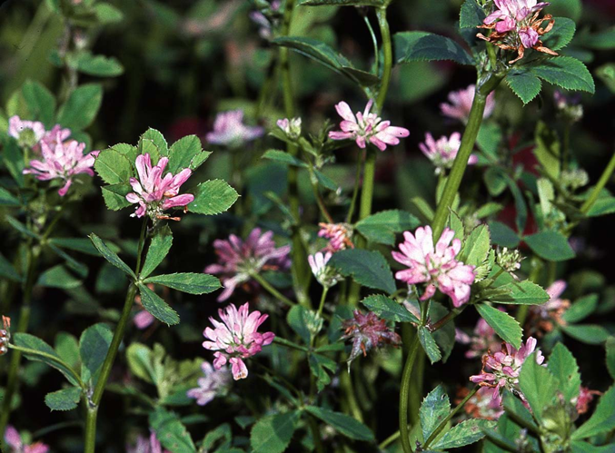 Trifolium resupinatum eF.jpg &copy; Commons