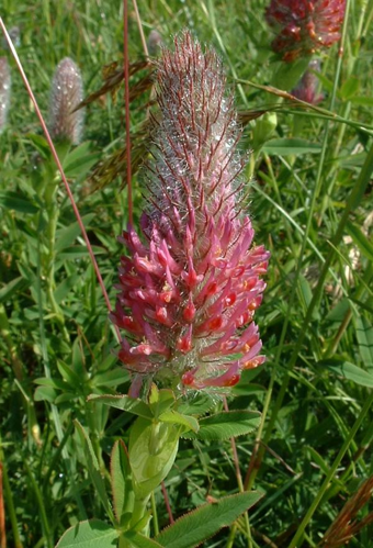 Trifolium rubens5.jpg &copy; The original uploader was Jeffdelonge at French Wikipedia.