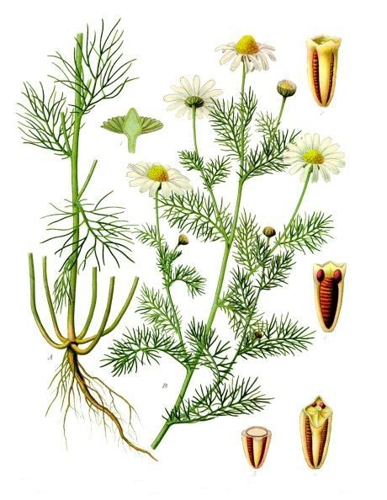 Tripleurospermum inodorum - Köhler–s Medizinal-Pflanzen-178.jpg &copy; Franz Eugen Köhler, Köhler's Medizinal-Pflanzen