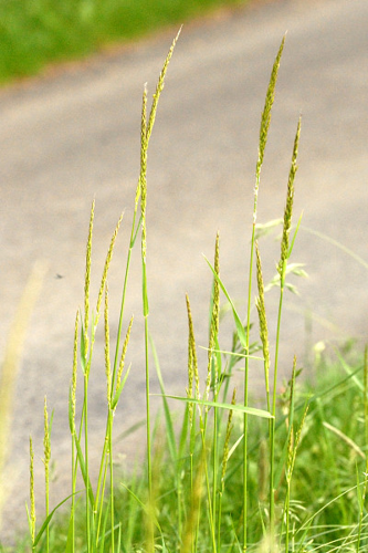 Trisetum.flavescens2.-.lindsey.jpg &copy; James K. Lindsey