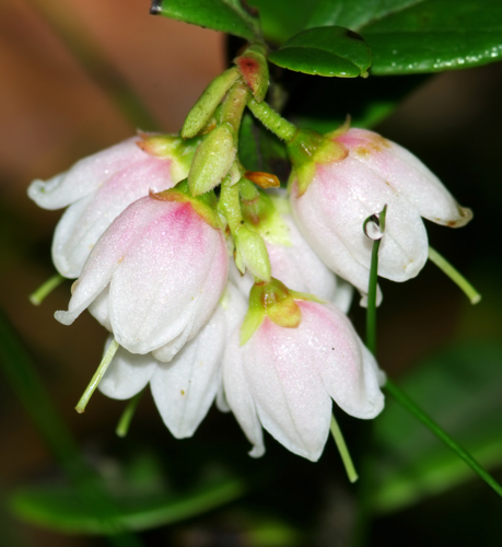 Vaccinium vitis-idaea - flowers.jpg &copy; Bartosz Cuber
