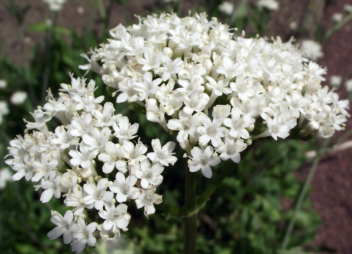 Valeriana phu (6).1.jpg &copy; Rillke