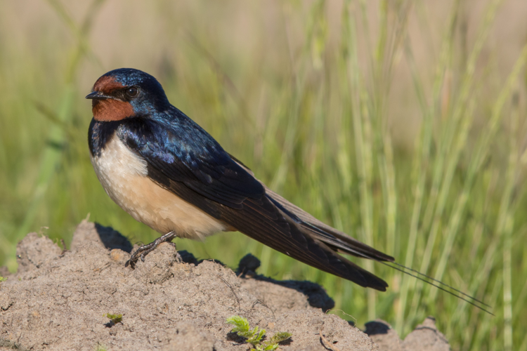 Rauchschwalbe Hirundo rustica.jpg &copy; Andreas Trepte