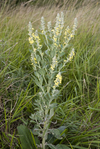 Verbascum lychnitis vallee-de-grace-amiens 80 21072007 2.jpg &copy; Olivier Pichard