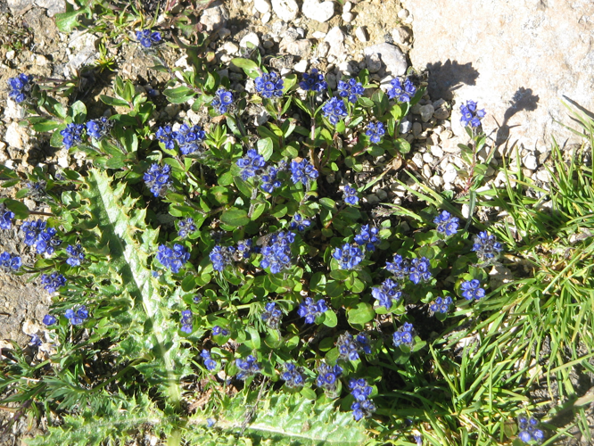 Veronica alpina002.jpg &copy; Meneerke bloem