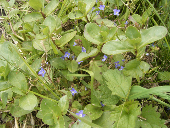Veronica beccabunga plant2.jpg &copy; Commons