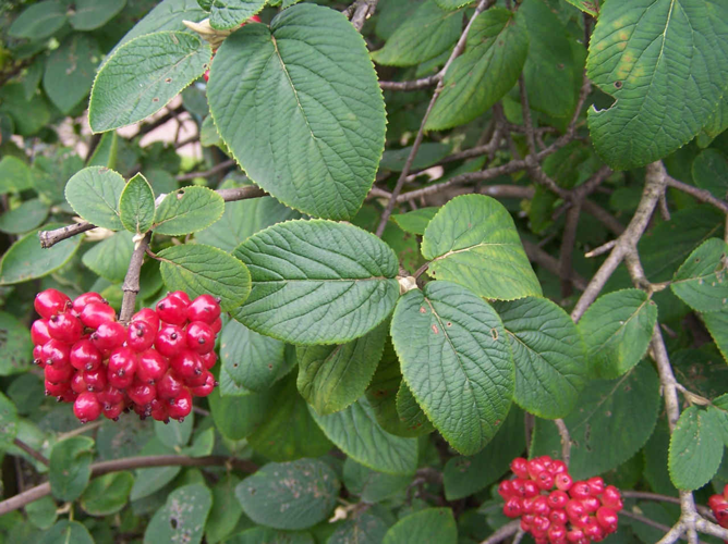 Viburnum lantana a1.jpg &copy; Opioła Jerzy