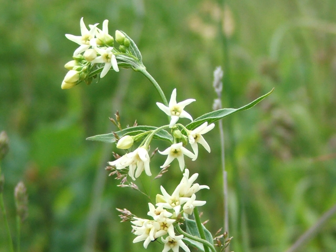Vincetoxicum officinale.jpg &copy; No machine-readable author provided. Pipi69e assumed (based on copyright claims).