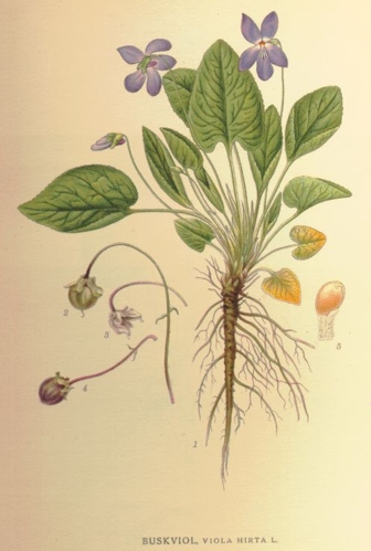 Violahirta.jpg &copy; Carl Axel Magnus Lindman