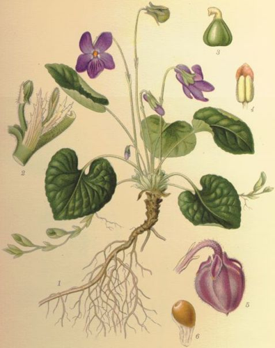 Viola odorata1.jpg &copy; Carl Axel Magnus Lindman