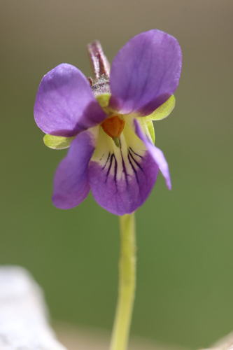 Viola pyrenaica4.jpg &copy; Cptcv