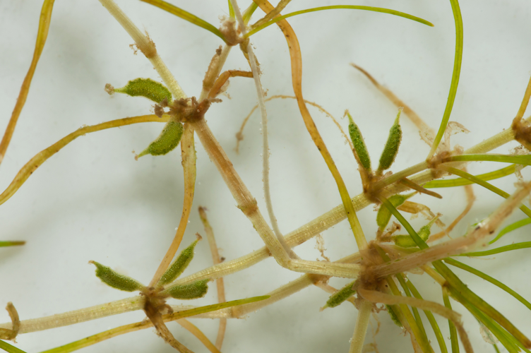 ZannichelliaPalustris3.jpg &copy; Christian Fischer