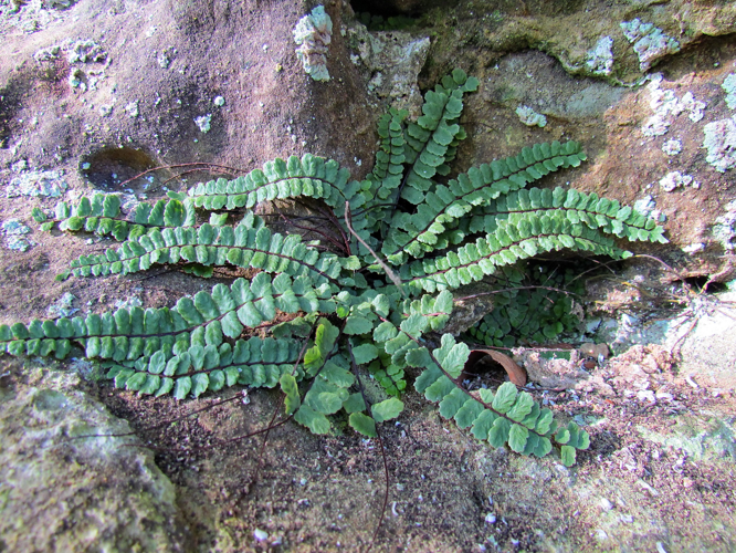 Asplenium trichomanes subsp. pachyrachis 001.jpg &copy; Johan N