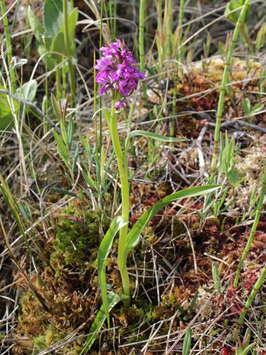Dactylorhiza incarnata ssp. incarnata Kiiminki, Finland 16.06.2013.jpg &copy; Matti Virtala
