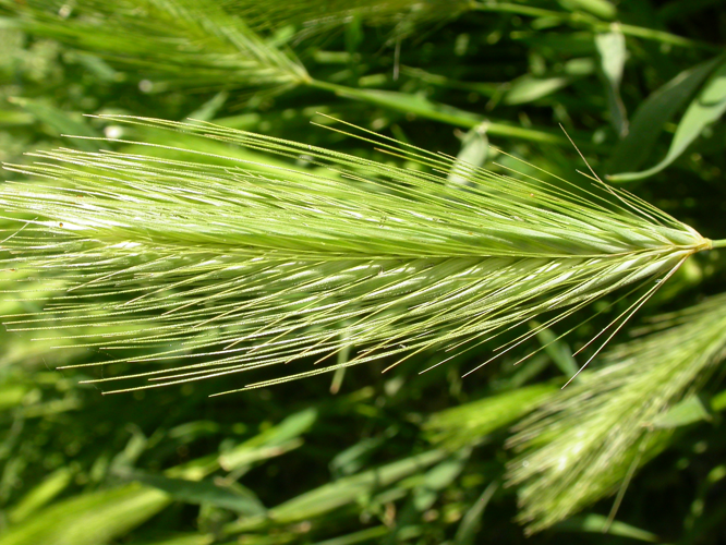 Hordeum leporinum (3877031493) (1).jpg &copy; Matt Lavin from Bozeman, Montana, USA