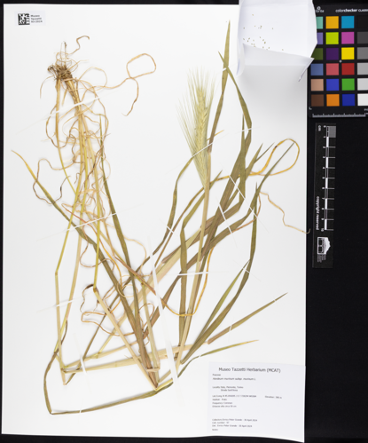 Hordeum murinum subsp. murinum - Museo Tazzetti Herbarium 93-2024.tif &copy; Epgrande