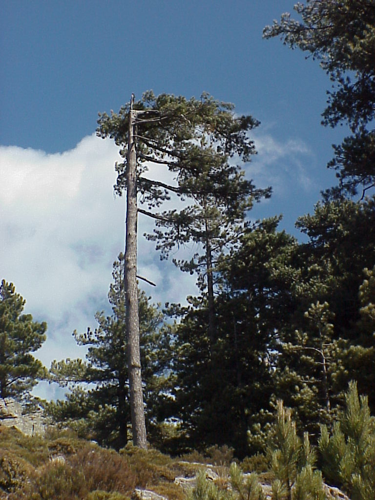 Pinus nigra subsp. laricio.jpg &copy; Commons