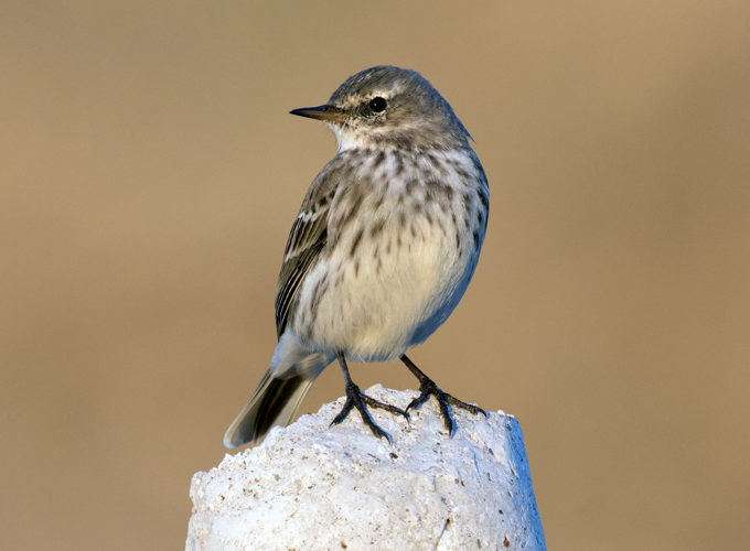 Anthus spinoletta - Water Pipit, Kahramanmaraş 2016-11-18 01-10.jpg &copy; Zeynel Cebeci
