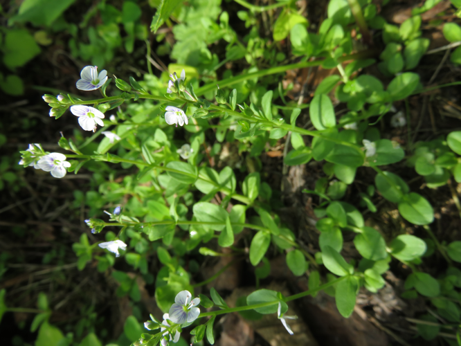 Veronica serpyllifolia subsp. humifusa 1.JPG &copy; Qwert1234