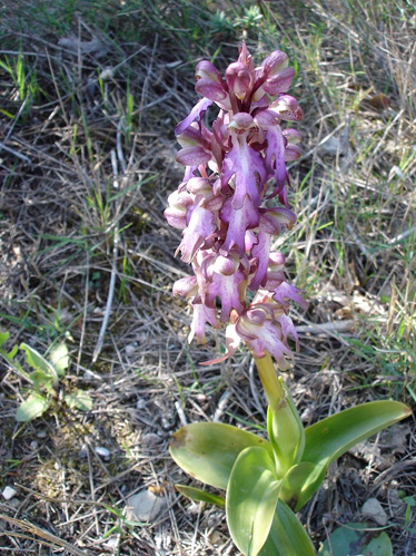 Robertianum1.jpg &copy; Commons