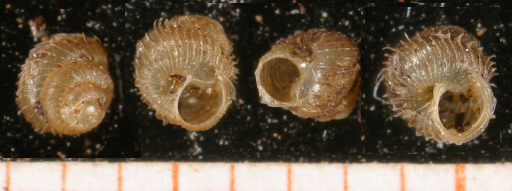 Acanthinula aculeata.jpg &copy; Francisco Welter Schultes
