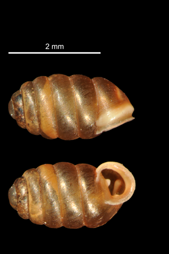 Pupilla triplicata (MNHN-IM-2010-13277).jpeg &copy; Gargominy O.