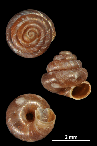 Pyramidula rupestris (MNHN-IM-2010-13279).jpeg &copy; Gargominy O.