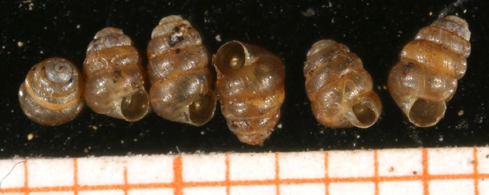 Columella edentula.jpg &copy; Francisco Welter Schultes