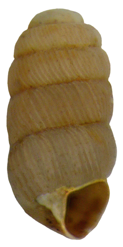 Truncatellina cylindrica (Férussac, 1807) (4176074059).jpg &copy; Udo Schmidt from Deutschland