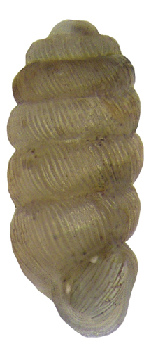 Truncatellina claustralis (Gredler, 1856) (3159090027).jpg &copy; Udo Schmidt from Deutschland